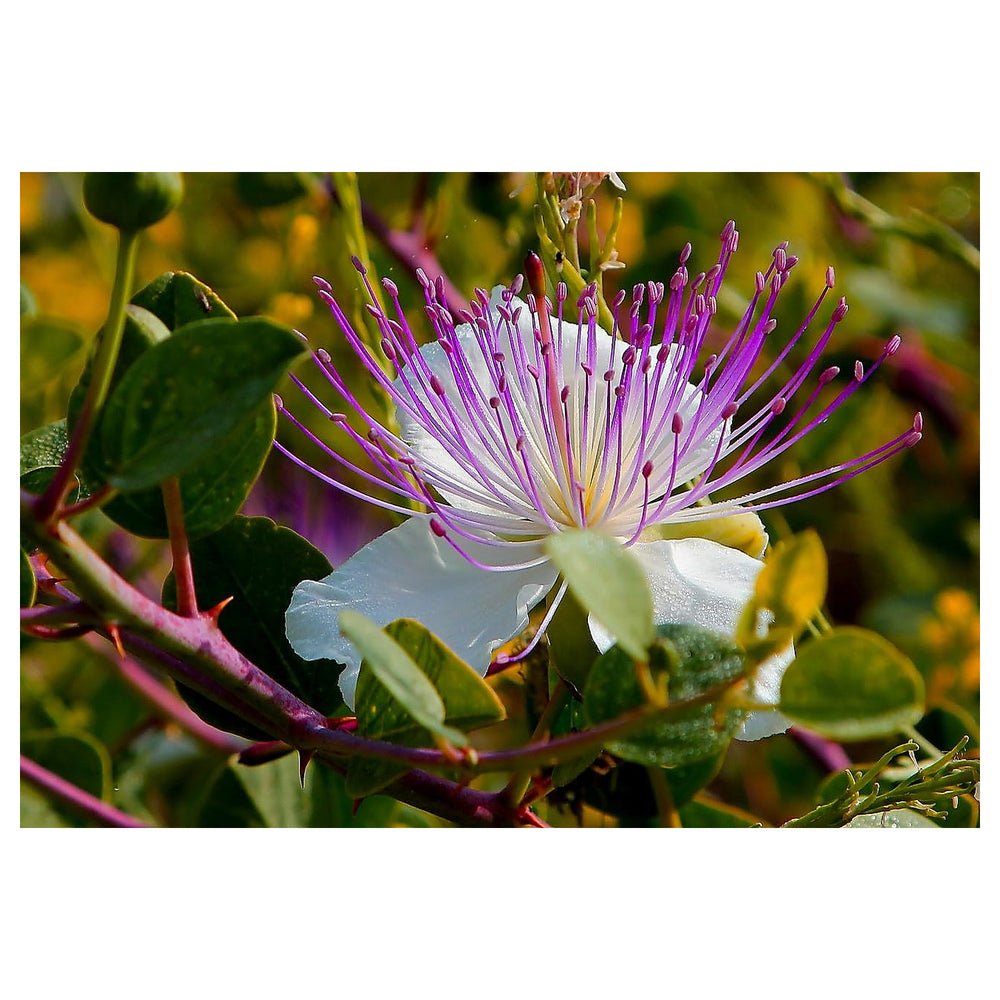 Purple Caper Bush Flower Seeds for Planting – Hardy Perennial Shrub | Neera Seeds product photo [neera-v4-97ed6d0b7cc398830d0c]