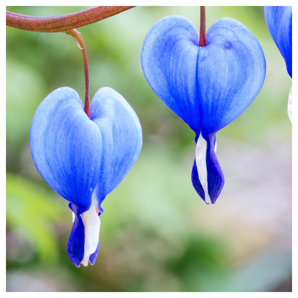 Heirloom Non-GMO Blue Bleeding Heart Flower Seeds for Planting – Unique Garden Borders, High Germination | Neera Seeds product photo [neera-v4-97f3b38ba9cd8f2bff01]