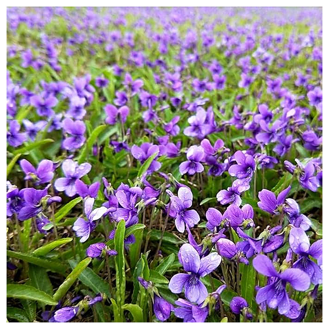 Heirloom Philippica Flower Seeds, Non-GMO Rare Ornamental Blooms for Elegant Garden Planting | Neera Seeds product photo [neera-v4-97f7bb188c6f6318831c]