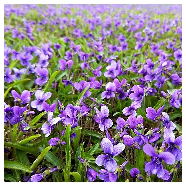 Heirloom Philippica Flower Seeds, Non-GMO Rare Ornamental Blooms for Elegant Garden Planting | Neera Seeds product photo [neera-v4-97f7bb188c6f6318831c]