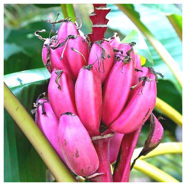 Pink Banana Fruit Seeds for Planting – Unique, Rare Variety, Heirloom &amp; Non-GMO, High Germination | Neera Seeds product photo [neera-v4-9808290d004869d173ef]