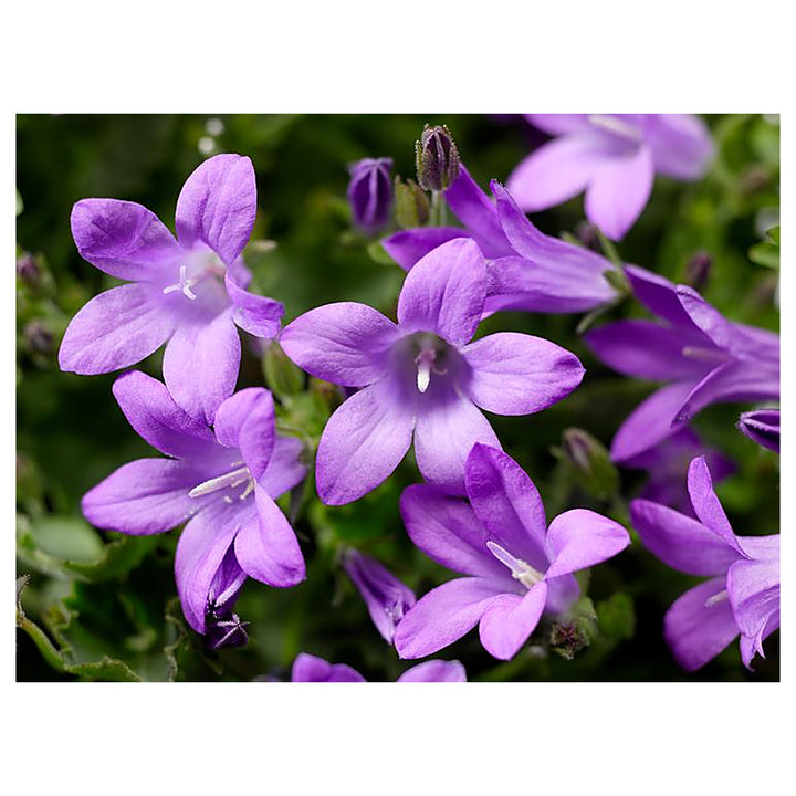 Purpleb Portenschlagiana Flower Seeds for Planting – Heirloom, Non-GMO, High Germination Organic Garden Seeds | Neera Seeds product photo [neera-v4-98089e2cf257d54d475e]
