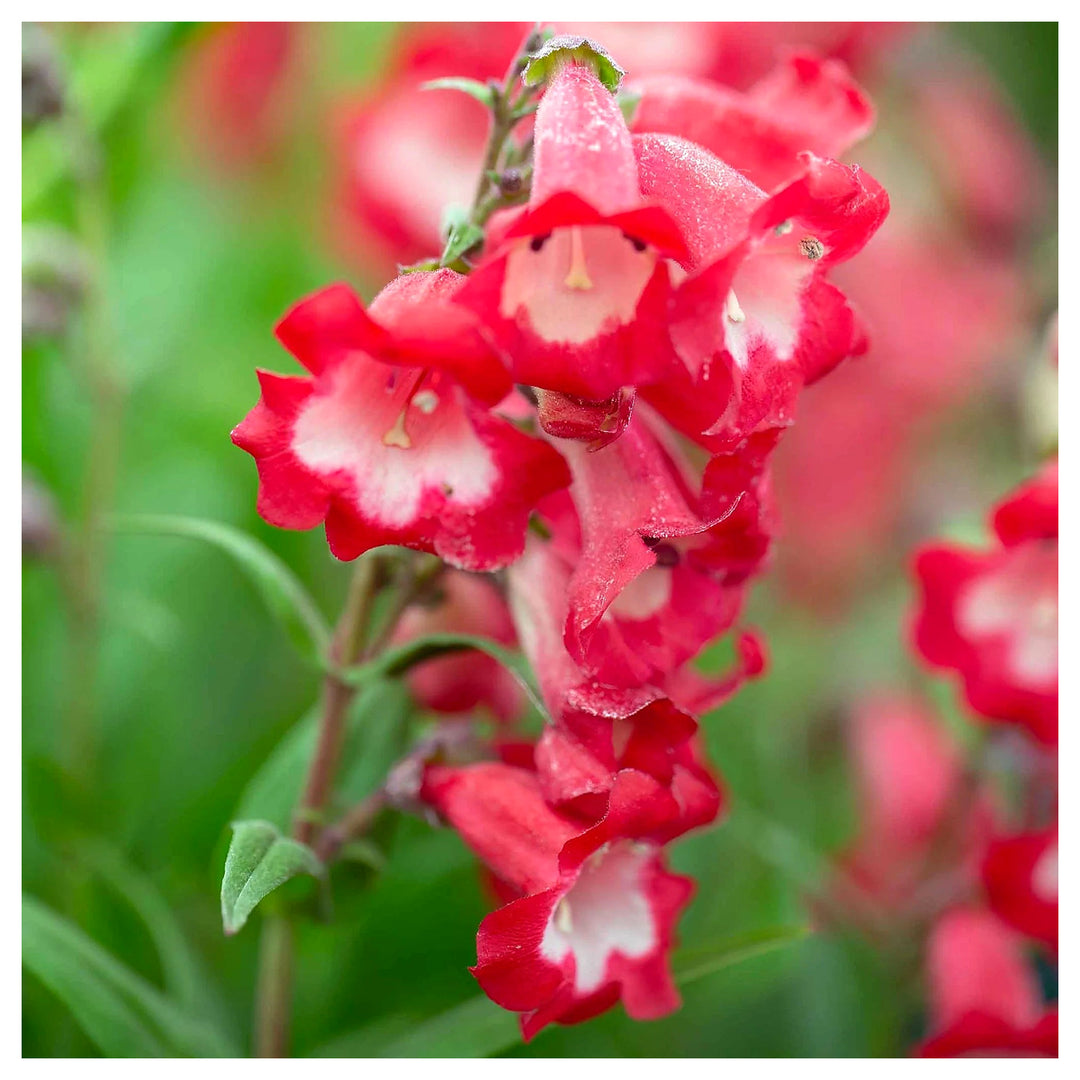 Hartwegi Flower Seeds – Heirloom, Non-GMO, Colorful Ornamental Blooms for Garden Planting | Neera Seeds product photo [neera-v4-98095a927961bc4dc5b6]