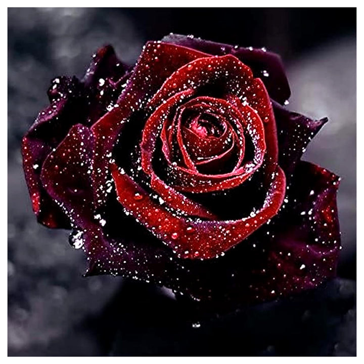 Deep Red Rose Plant Seeds for Planting | Heirloom Non-GMO High Germination Organic Garden Seeds | Neera Seeds product photo [neera-v4-980f5b2f4d03768dbfc1]