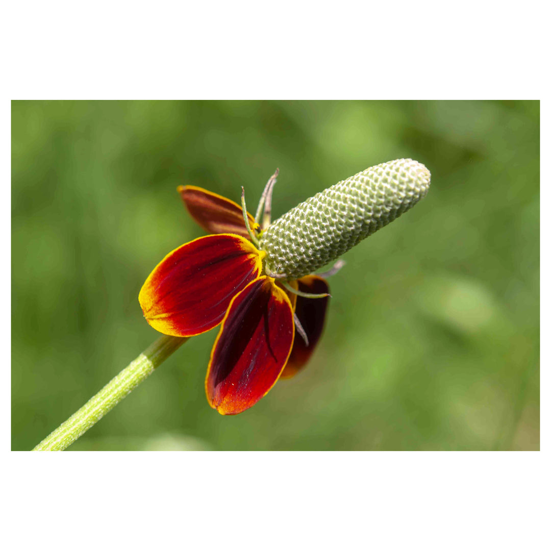 Heirloom Non-GMO Mexican Hat Flower Seeds for Planting – Drought-Tolerant Wildflower Blooms | Neera Seeds product photo [neera-v4-98104c30550f8b9bd4bf]