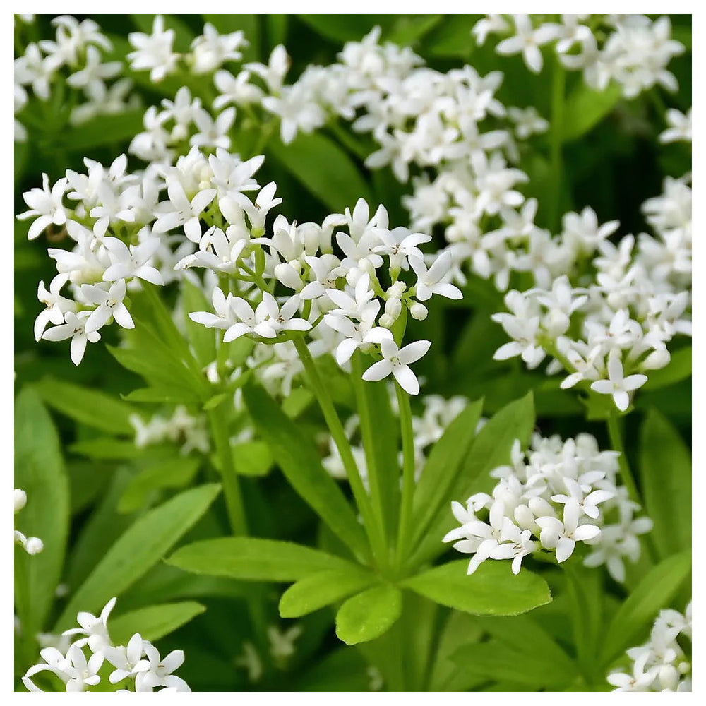 Sweet Woodruff Flower Seeds for Planting – Heirloom, Non-GMO, High Germination Organic Garden Seeds for Fragrant Bl | Neera Seeds product photo [neera-v4-98131f789fb0356295f5]