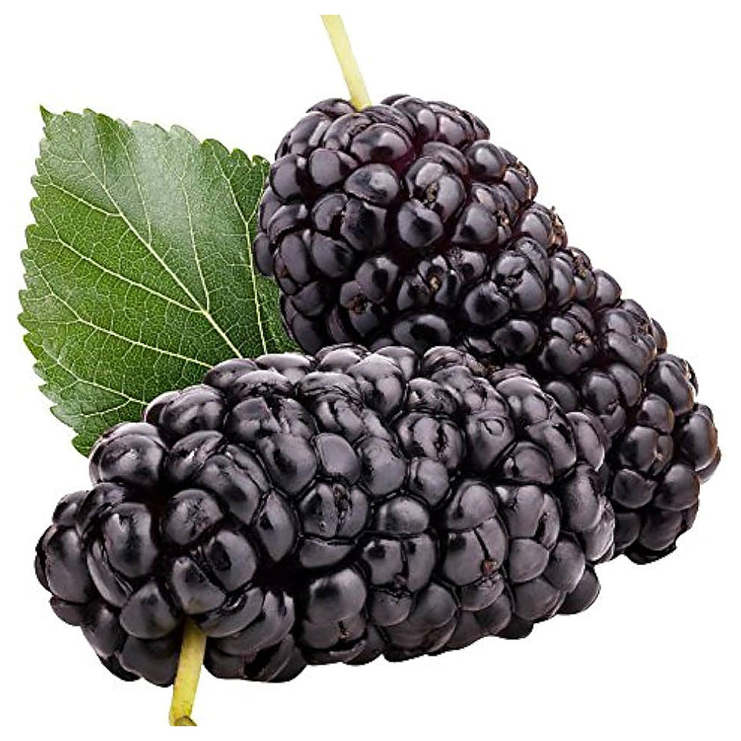 Mulberry Morus Spp Tree For Planting Flower Seeds for Home Garden Planting, Decorative Organic | Neera Seeds product photo [neera-v4-981618206cfa9cff2bf8]