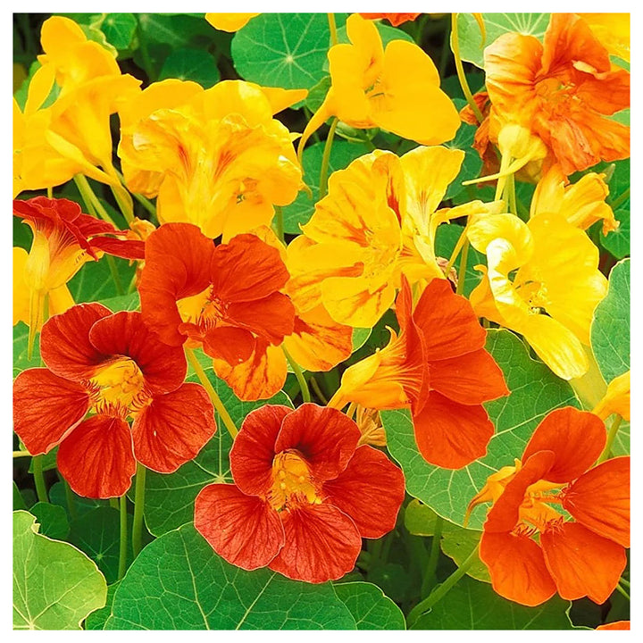 Nasturtium Flower Seeds – Heirloom, Non-GMO, Edible Blooms for Vibrant Garden Planting | Neera Seeds product photo [neera-v4-9817c6a4fc93835392be]