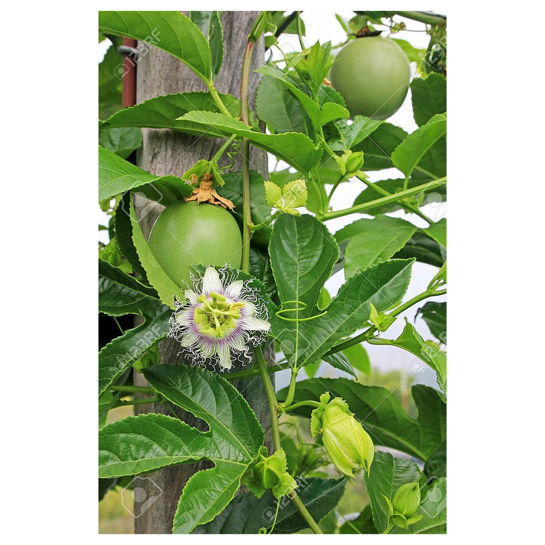 Edulis Fruit Seeds for Planting | Heirloom Non-GMO Organic Seeds for Sweet Garden Edulis Fruits | Neera Seeds product photo [neera-v4-982fd65bde9647e38db5]