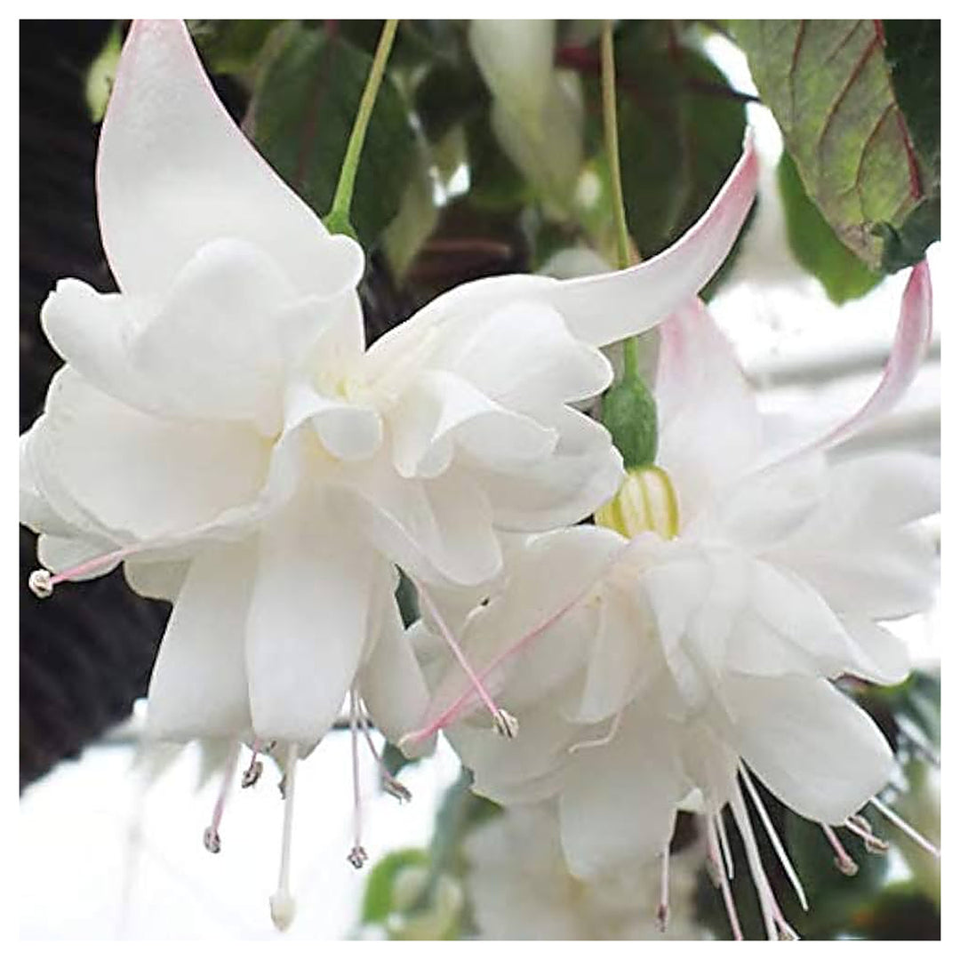 Fuchsia Balcony Flowers Planting Urban Garden And Patios Flower Seeds Home Garden | Neera Seeds product photo [neera-v4-983d344c4520bb48de55]