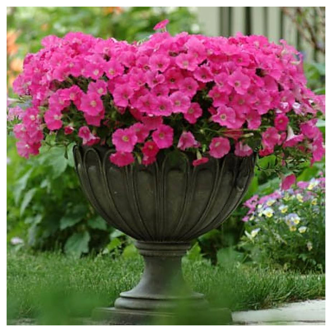 Shock Wave Rose Petunia Pelleted Wave Petunia Flower Seeds Home Garden Planting, Fragrant | Neera Seeds product photo [neera-v4-98445799e81aabbd381f]