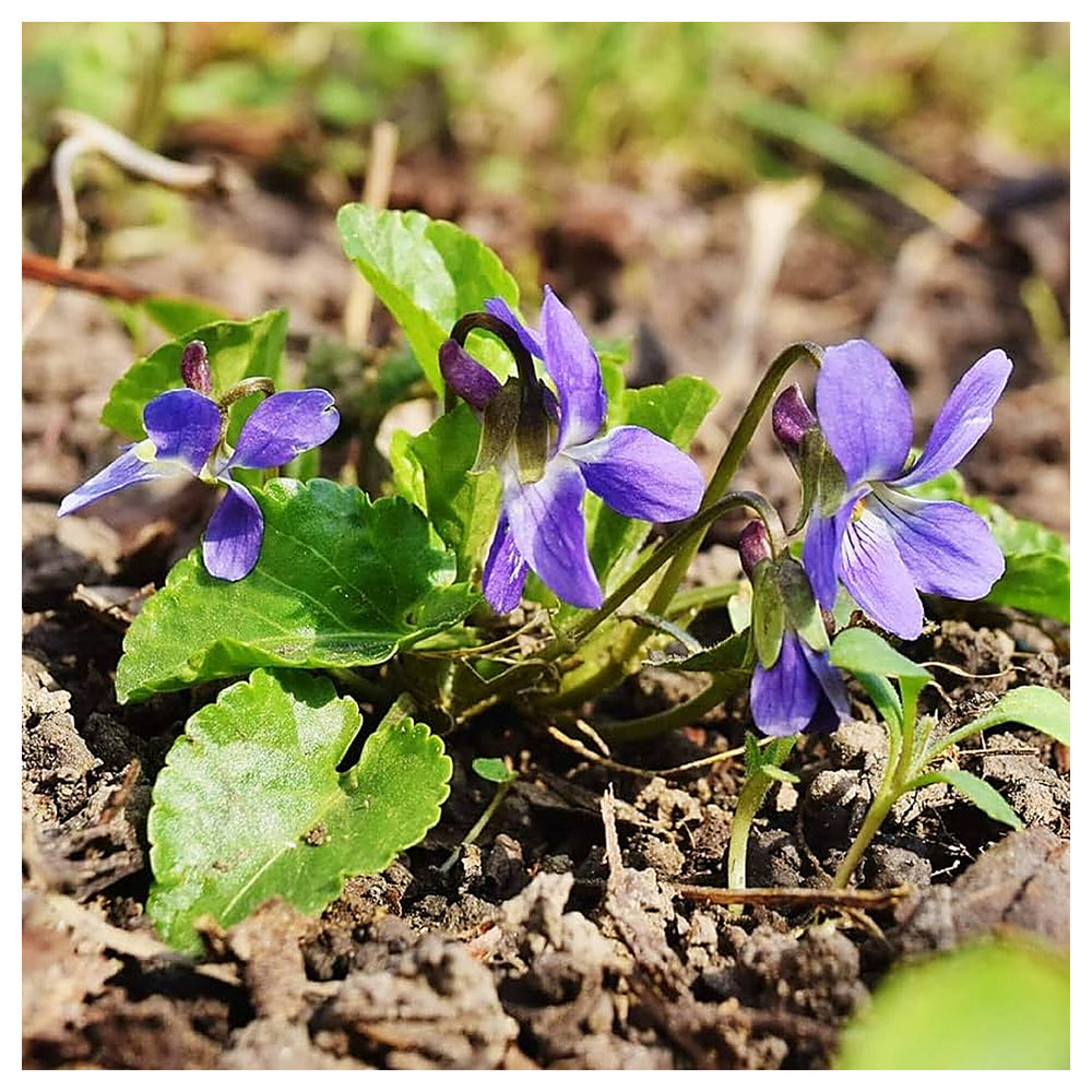 Heirloom Non-GMO Purple Viola Charlotte Flower Seeds for Planting – Elegant Blooming Flower Seeds | Neera Seeds product photo [neera-v4-9844ff51da1a4d54df9f]