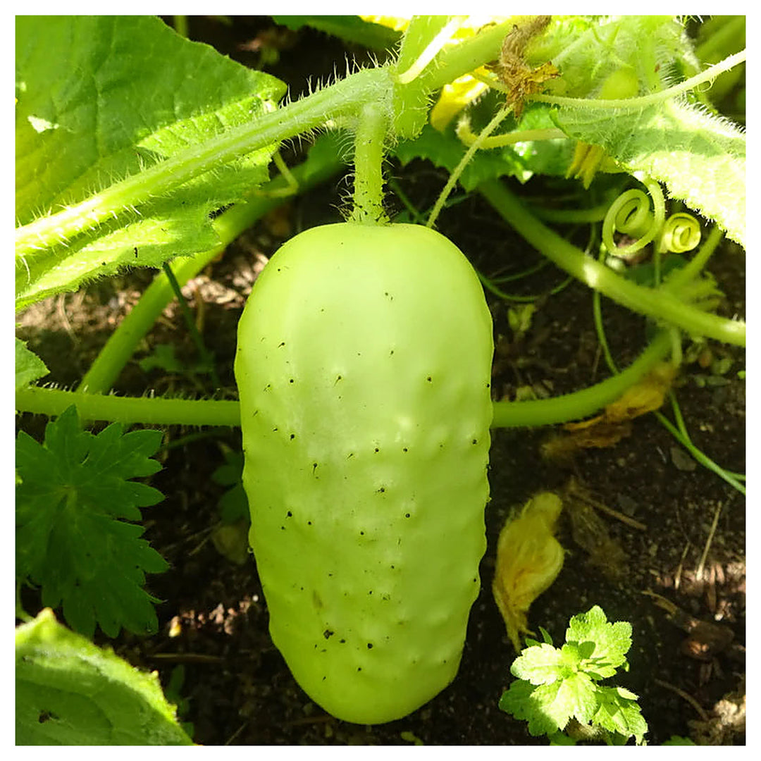 Boothby's Blond Cucumber Seeds for Planting | Heirloom, Non-GMO, High Germination Organic Garden Seeds | Neera Seeds product photo [neera-v4-9845208d1db8cb1674b3]
