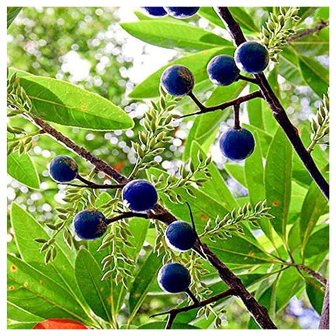 Rudraksha Fruit Seeds for Planting – Spiritual & Medicinal Trees, 100 pcs, Heirloom & Non-GMO, High Germination | Neera Seeds product photo [neera-v4-986d8bbb556002510933]