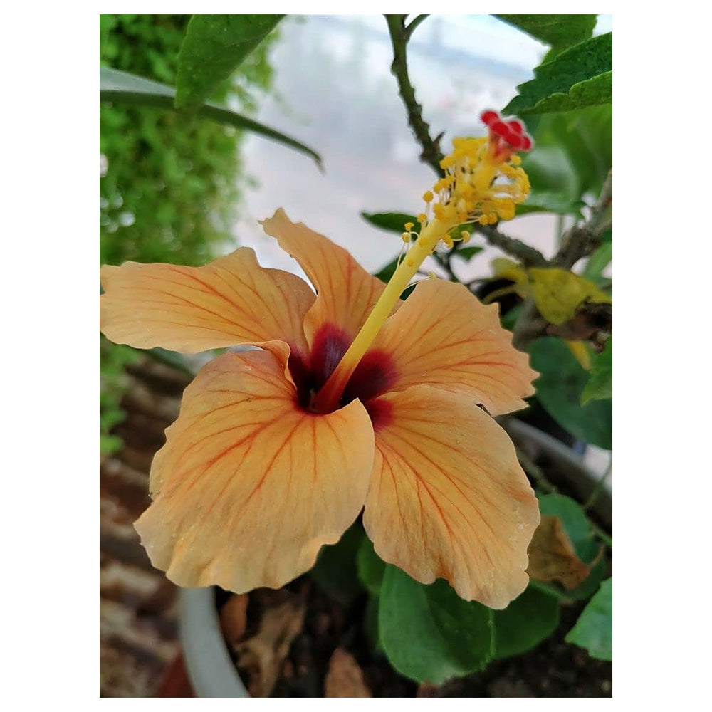 Heirloom Non-GMO Hibiscus Flower Seeds for Planting – Light Orange Blooms, Tropical and Vibrant | Neera Seeds product photo [neera-v4-987b62a6f7726195beaf]