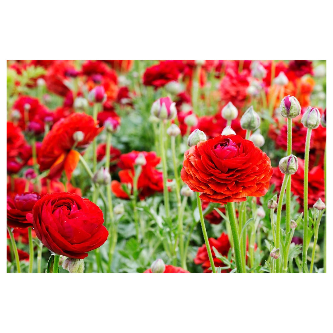 Red Ranunculus Flower Seeds for Planting – Heirloom, Non-GMO, High Germination Organic Garden Seeds | Neera Seeds product photo [neera-v4-98833c8aca3ce9800f6f]