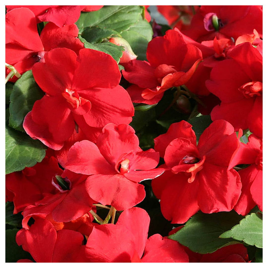 Impatiens Flower Seeds – Heirloom Non-GMO Shade-Loving Blooms for Garden and Container Planting | Neera Seeds product photo [neera-v4-988d41ab237e8d380e2f]