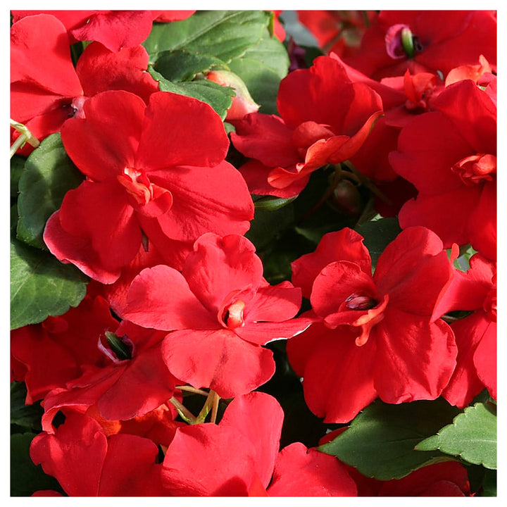Impatiens Flower Seeds – Heirloom Non-GMO Shade-Loving Blooms for Garden and Container Planting | Neera Seeds product photo [neera-v4-988d41ab237e8d380e2f]