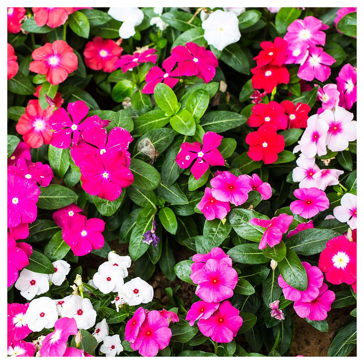 Mixed Vinca Flower Seeds for Planting – Heirloom, Non-GMO, High Germination Organic Garden Seeds | Neera Seeds product photo [neera-v4-989001cfb5b29cc528a6]