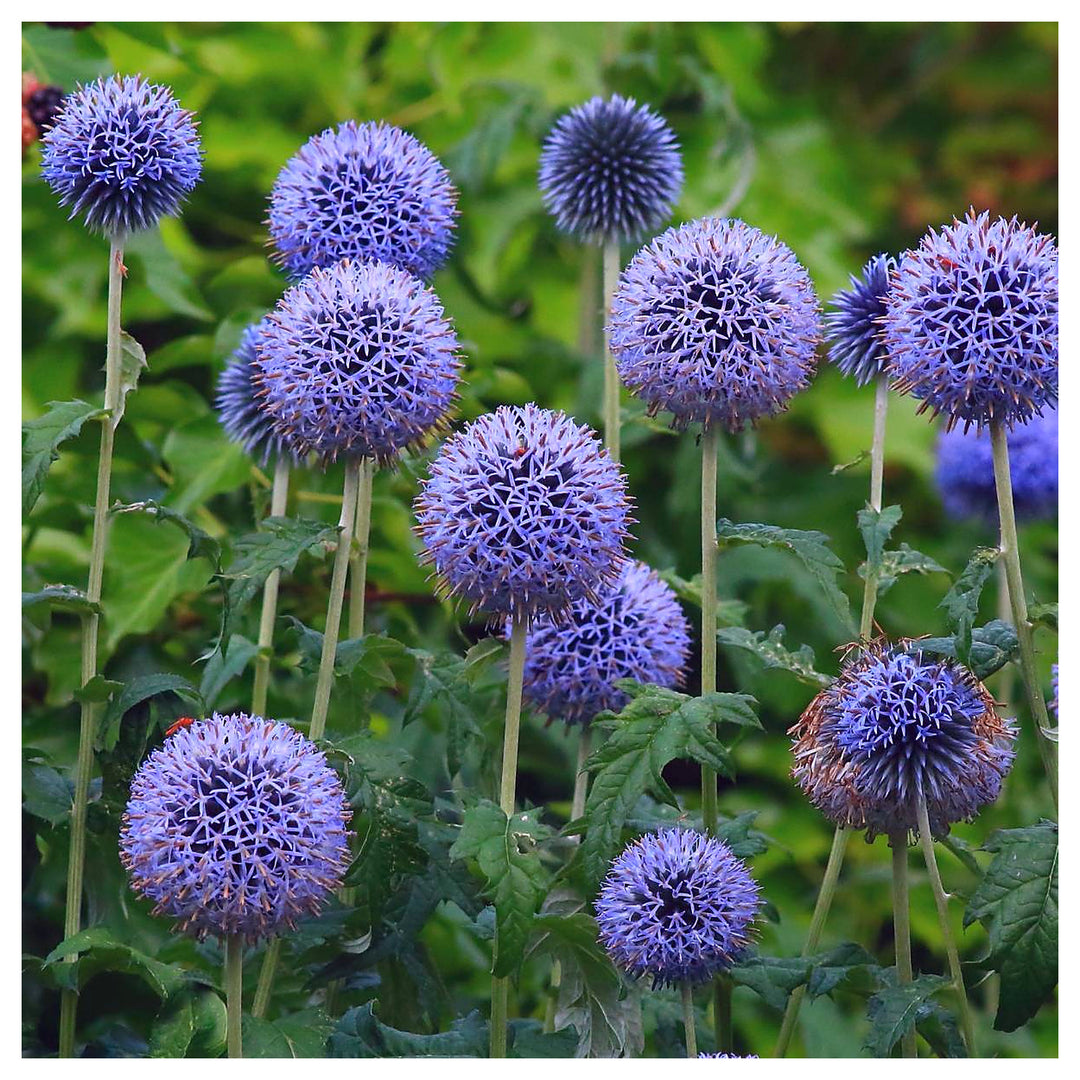 Echinops Ritro Flower Seeds – Heirloom, Non-GMO, Globe Thistle Blooms for Drought-Resistant Garden Planting | Neera Seeds product photo [neera-v4-989380ce6f942217d555]