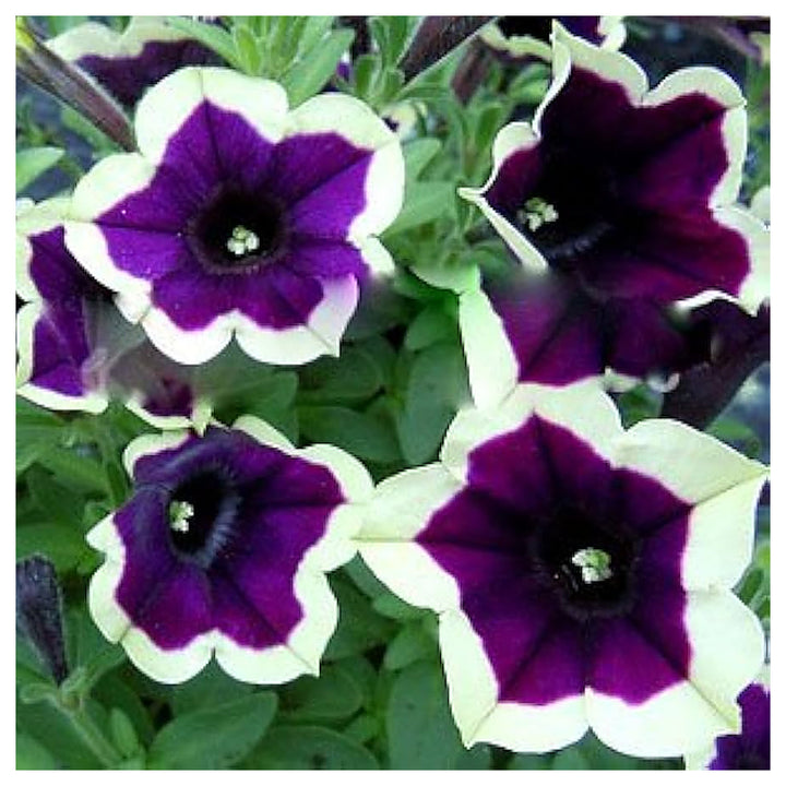 Heirloom Non-GMO Cascadia Flower Seeds for Planting – Colorful Ornamental Garden Blooms | High Germination | Neera Seeds product photo [neera-v4-9897075095f3fc863f28]