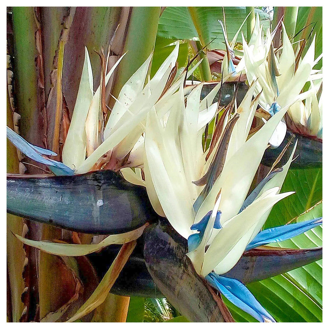 White Bird of Paradise Flower Seeds – Heirloom Non-GMO Tropical Garden Seeds for Exotic Appeal | Neera Seeds product photo [neera-v4-989addf73662f027972a]