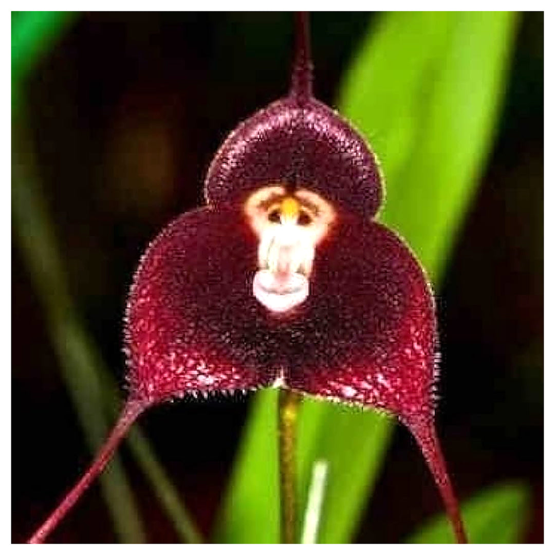 Heirloom Non-GMO Monkey Face Orchid Seeds for Planting – Rare Potted Peru Flower Blooms | Neera Seeds product photo [neera-v4-98dac44313e055792979]