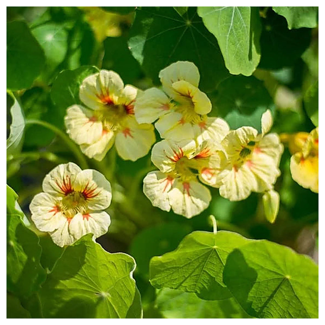 Yellow Peach Nasturtium Flower Seeds for Planting – Heirloom Non-GMO, High Germination Home Garden Seeds | Neera Seeds product photo [neera-v4-98dbd986c425ff0ecae8]