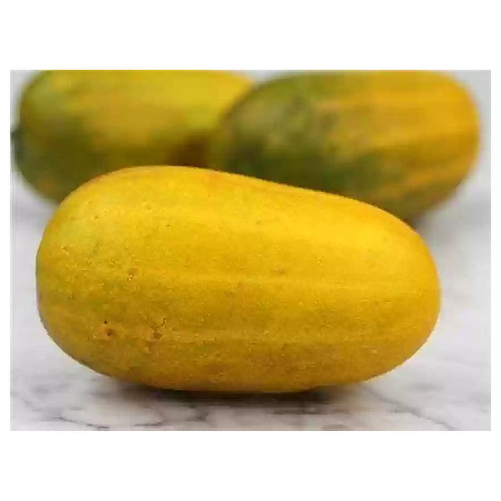 Heirloom Cucumber Grape Jelly Seeds for Planting – Non-GMO, High Germination, Organic Vegetable Garden Seeds | Neera Seeds product photo [neera-v4-98dd676c331800664def]
