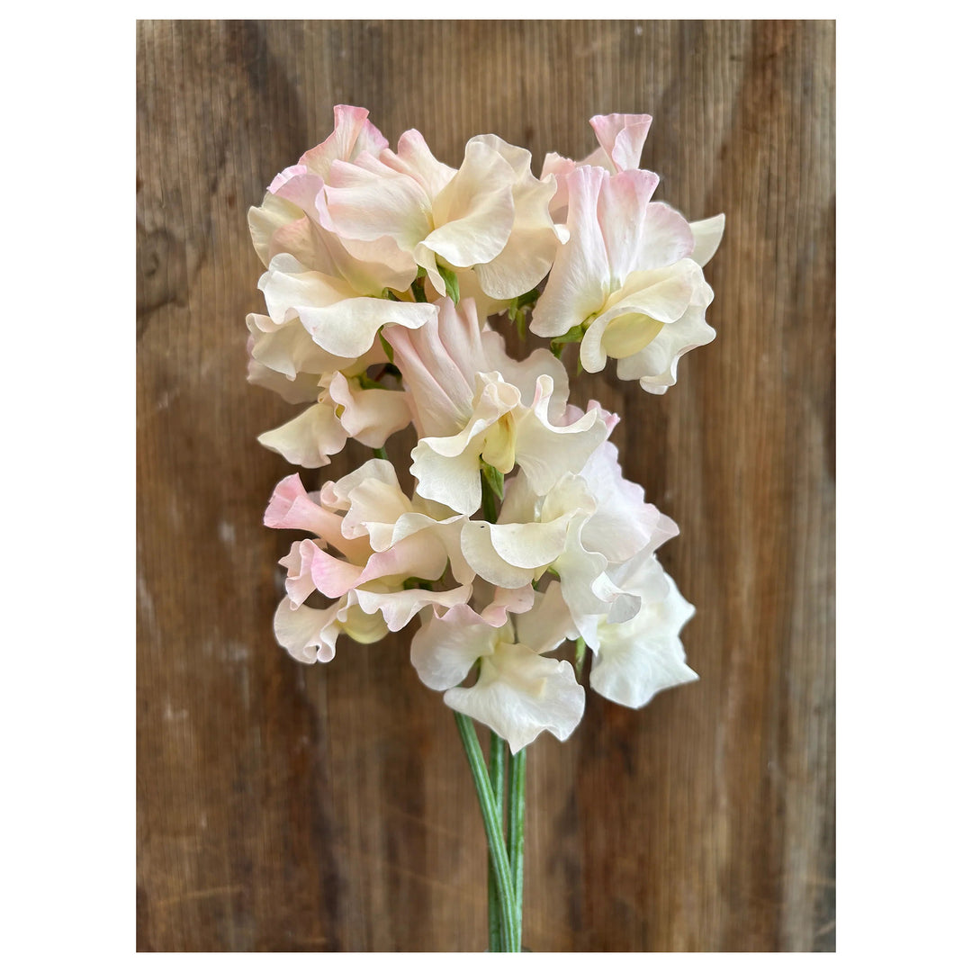 Sweet Pea &