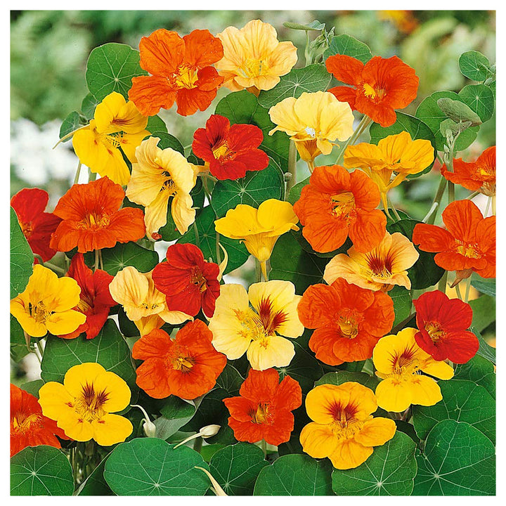 Heirloom Nasturtium Jewel Seeds – Non-GMO Flower Seeds for Planting | High Germination Organic Garden Blooms | Neera Seeds product photo [neera-v4-98ef4d3092f0eeb64b05]