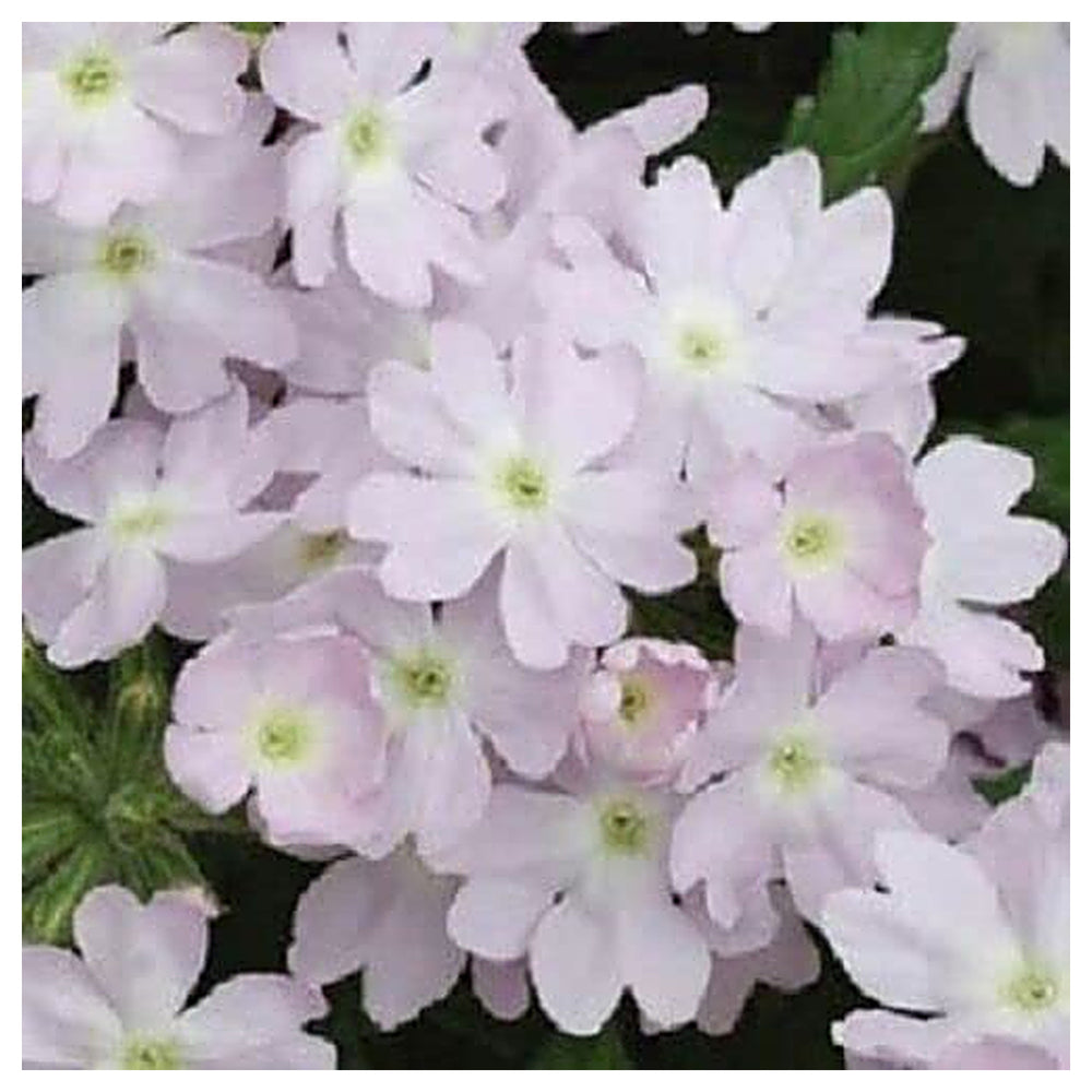 Organic Heirloom Light Pink Verbena Flower Seeds – Non-GMO Fragrant Seeds for Planting with High Germination | Neera Seeds product photo [neera-v4-9904c5c50e1917304d43]