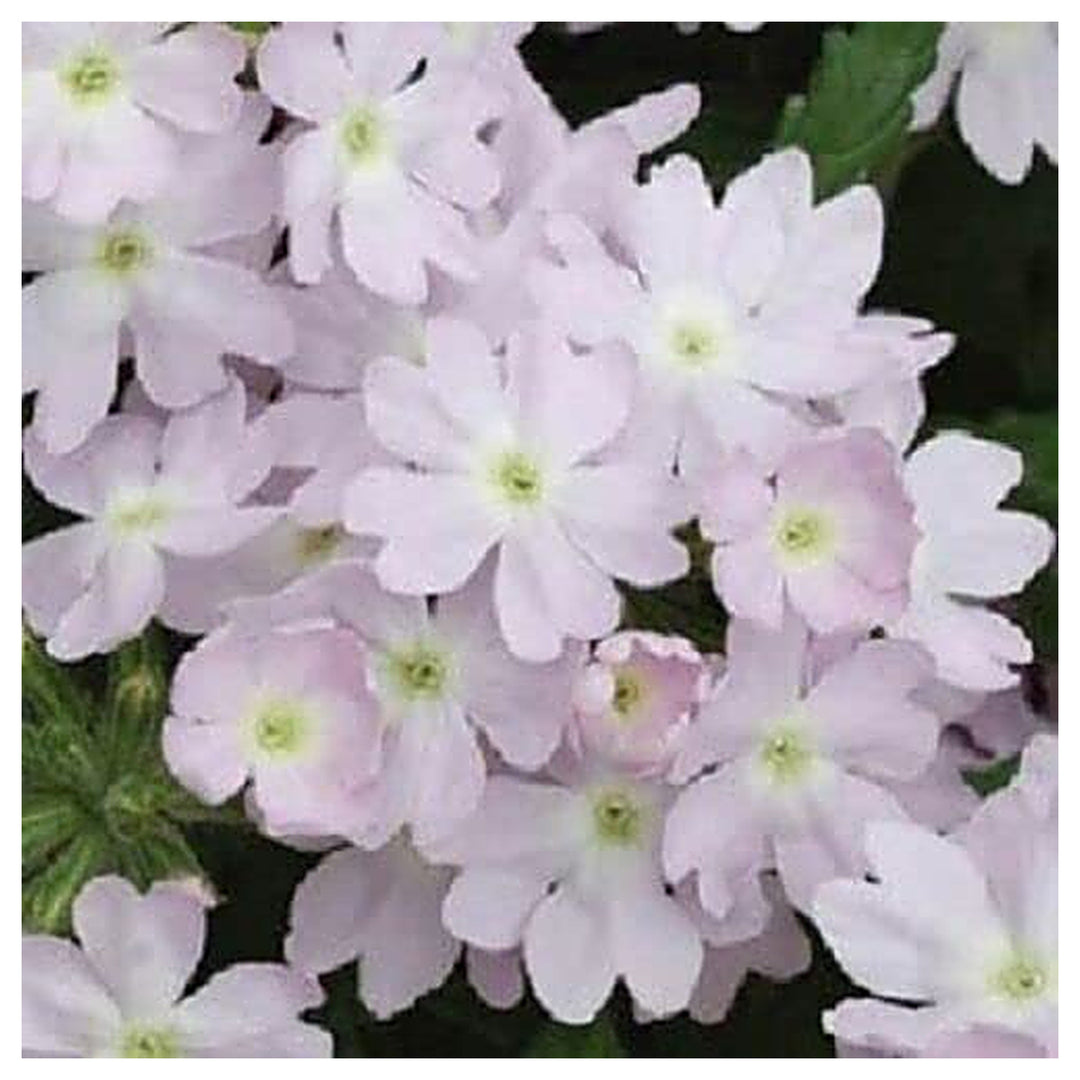 Organic Heirloom Light Pink Verbena Flower Seeds – Non-GMO Fragrant Seeds for Planting with High Germination | Neera Seeds product photo [neera-v4-9904c5c50e1917304d43]