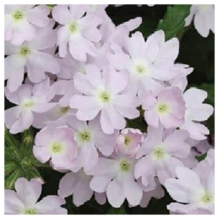 Organic Heirloom Light Pink Verbena Flower Seeds – Non-GMO Fragrant Seeds for Planting with High Germination | Neera Seeds product photo [neera-v4-9904c5c50e1917304d43]