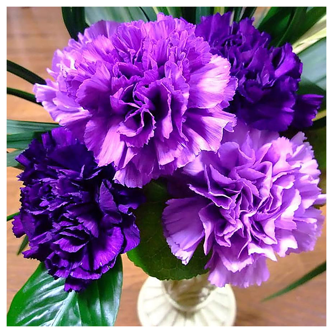 Purple Carnation Dianthus Caryophyllus Heirloom Flower For Planting Ideal For Garden Borders | Neera Seeds product photo [neera-v4-99068859d88df33d13fd]