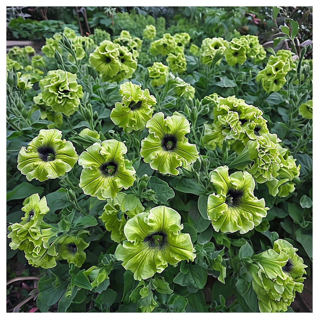 Green Petunia Flower Seeds for Planting – Heirloom Non-GMO Seeds for Vibrant Garden Blooms | Neera Seeds product photo [neera-v4-9906960f55015544b415]