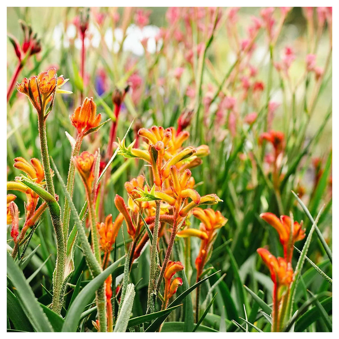 Kangaroo Paw Anigozanthos Flavidus Flower For Planting Vibrant Blooms For Garden Beds Native | Neera Seeds product photo [neera-v4-990b5ad7132e61004e40]
