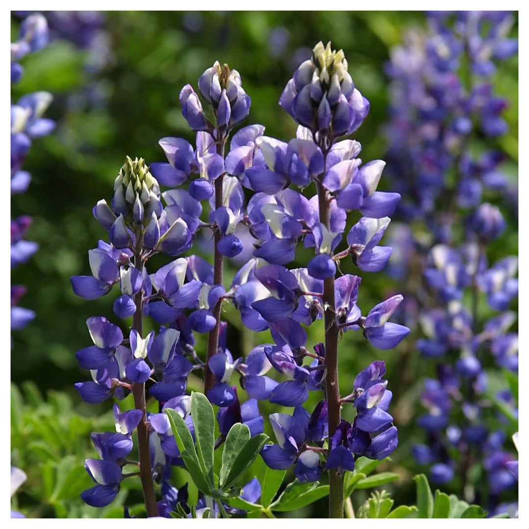 Lavender Arroyo Lupine Flower Seeds for Planting - Organic, Heirloom and Non-GMO Garden Seeds | Neera Seeds product photo [neera-v4-99160cce0e24e6a7dcb2]