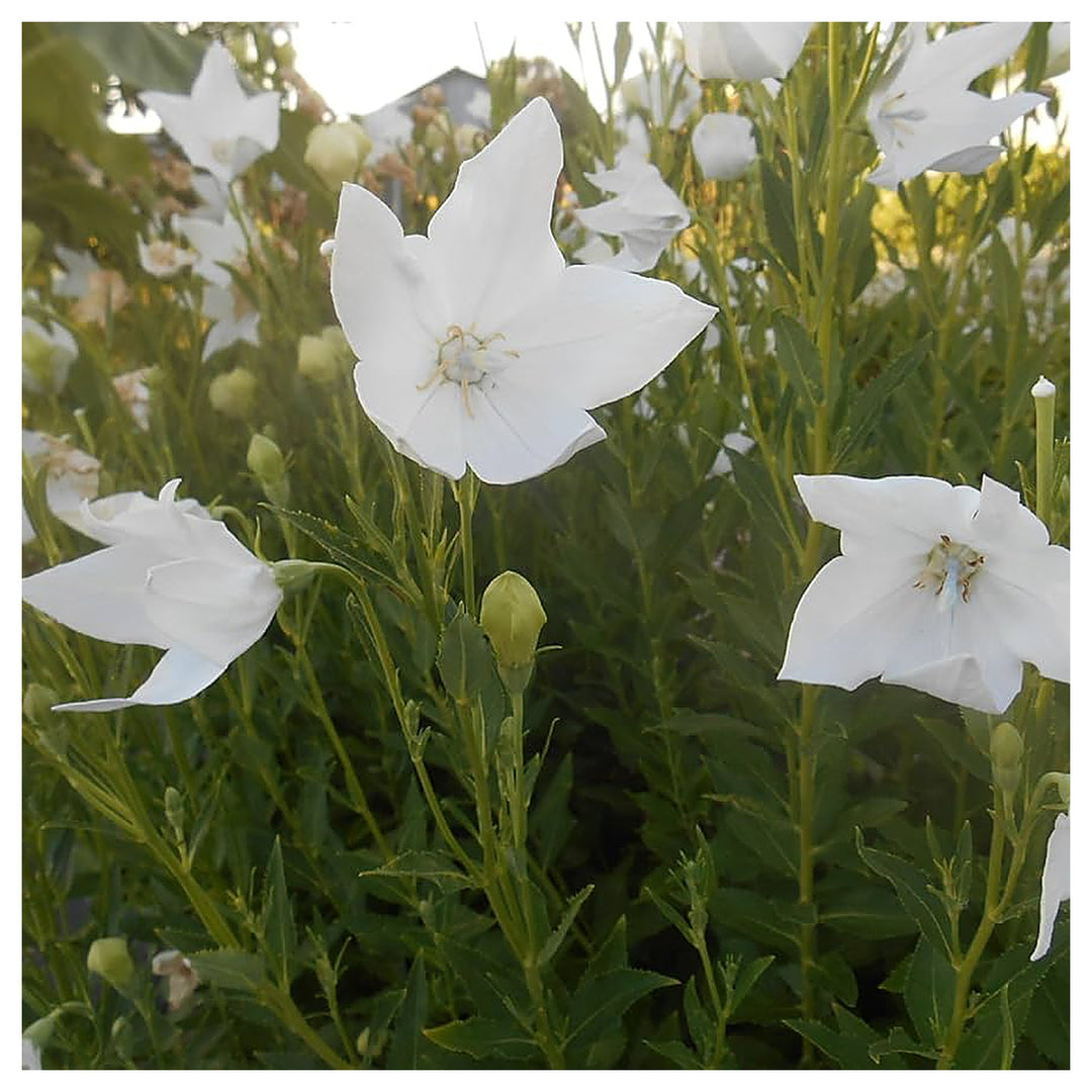 White Platycodon Balloon Flower Planting Herb Garden Borders Flower Seeds Home Garden | Neera Seeds product photo [neera-v4-9916a26eb1f93de58433]