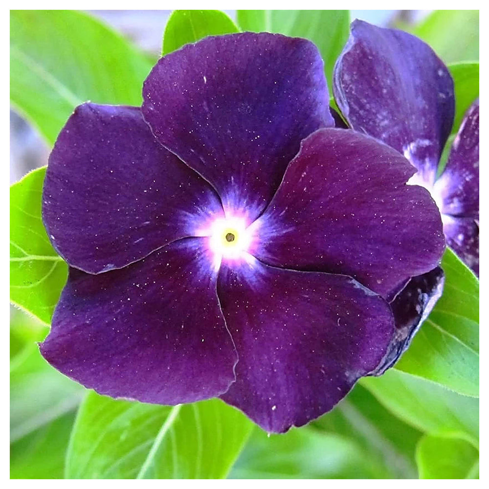 Vinca Flower Seeds for Planting – 100 pcs Heirloom Non-GMO High Germination Organic Garden Blooms | Neera Seeds product photo [neera-v4-991d1c00d427ebb1a8a7]