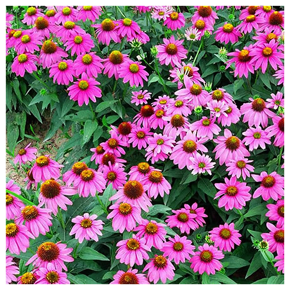 Baby Pink Echinacea Wildflower Seeds for Planting – Heirloom Non-GMO | Attract Pollinators & Butterflies | Neera Seeds product photo [neera-v4-9924d4f98e327c522f10]