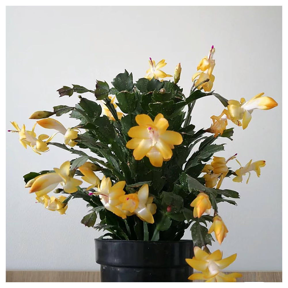 Yellow Schlumbergera Flower Seeds for Planting – Heirloom, Non-GMO, High Germination Christmas Cactus Seeds | Neera Seeds product photo [neera-v4-99297ec990d46f7995b4]