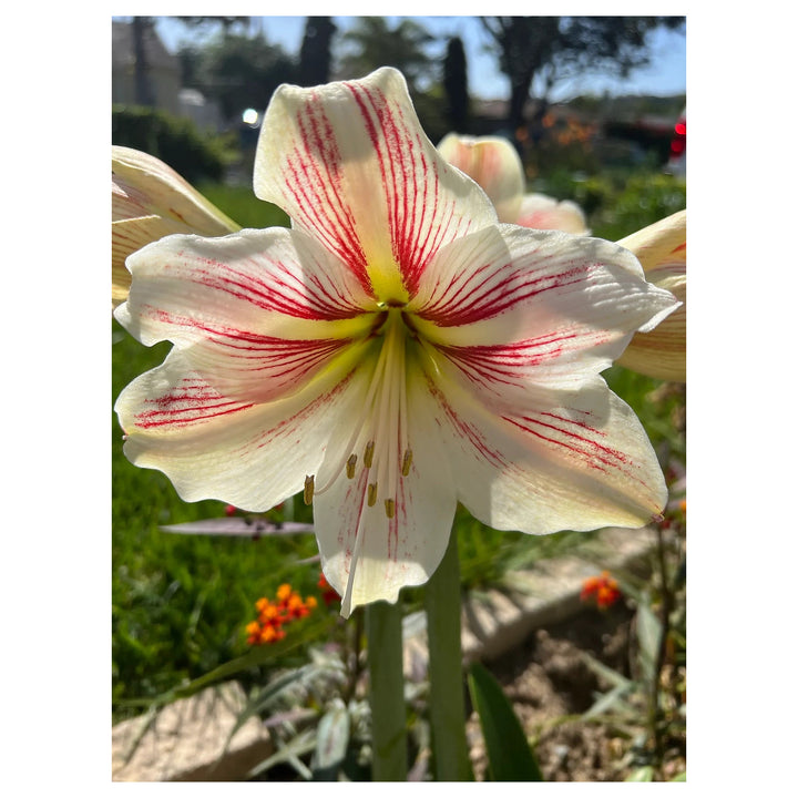 Heirloom Non-GMO Hippeastrum Rutilum Flower Seeds – High Germination Bulbs for Planting Organic GardenHeirloom Non- | Neera Seeds product photo [neera-v4-9938a99a4e388accade0]