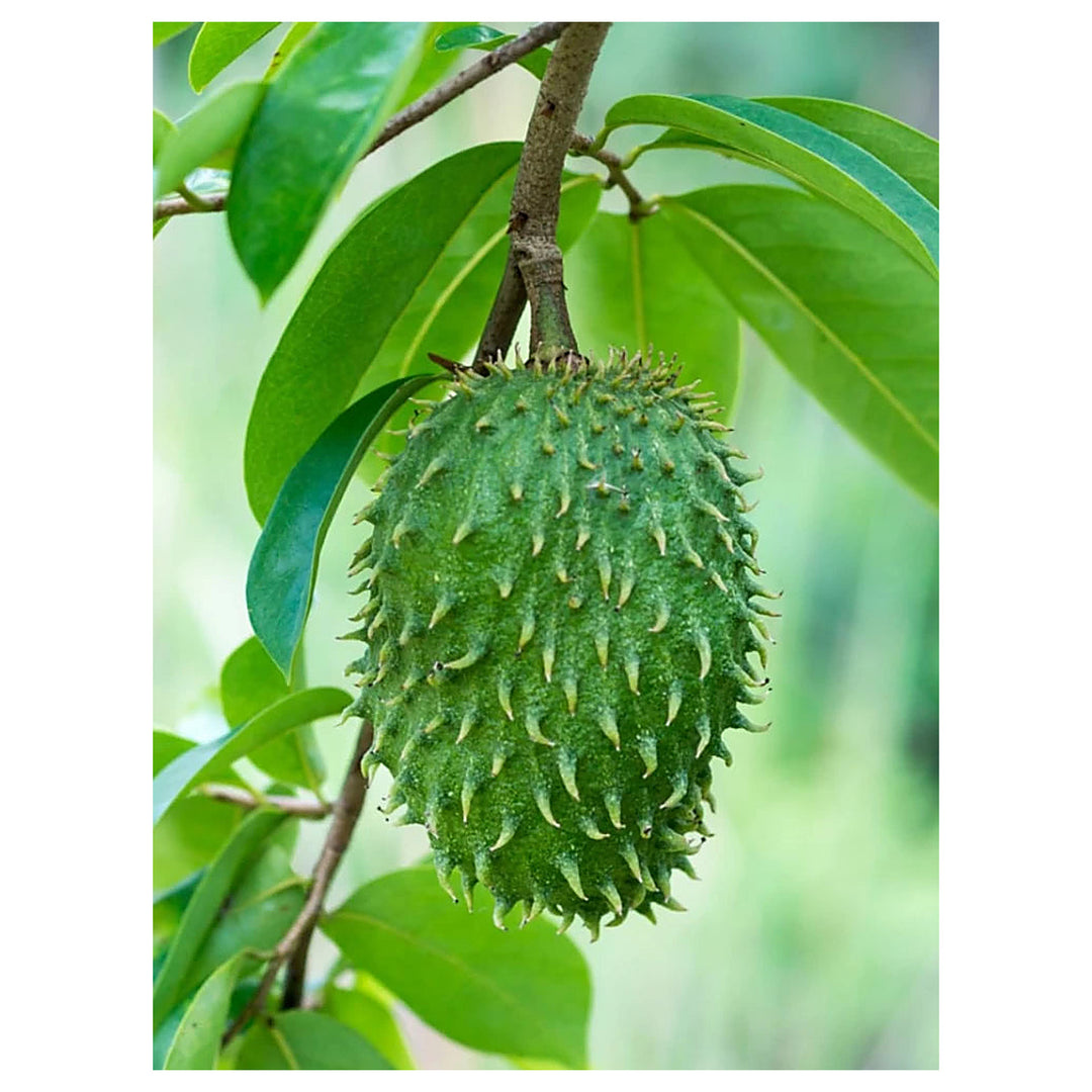 Annona muricata (Sirsak/Graviola/Guanabana) Fruit Seeds for Planting – Heirloom & Non-GMO Tropical Seeds | Neera Seeds product photo [neera-v4-9943f34b9ac88c9c4bd0]