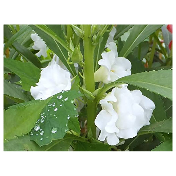 Heirloom Non-GMO White Balsamine Flower Seeds for Planting – Elegant Garden Annual Blooms | Neera Seeds product photo [neera-v4-994c9a0095fc388baf00]