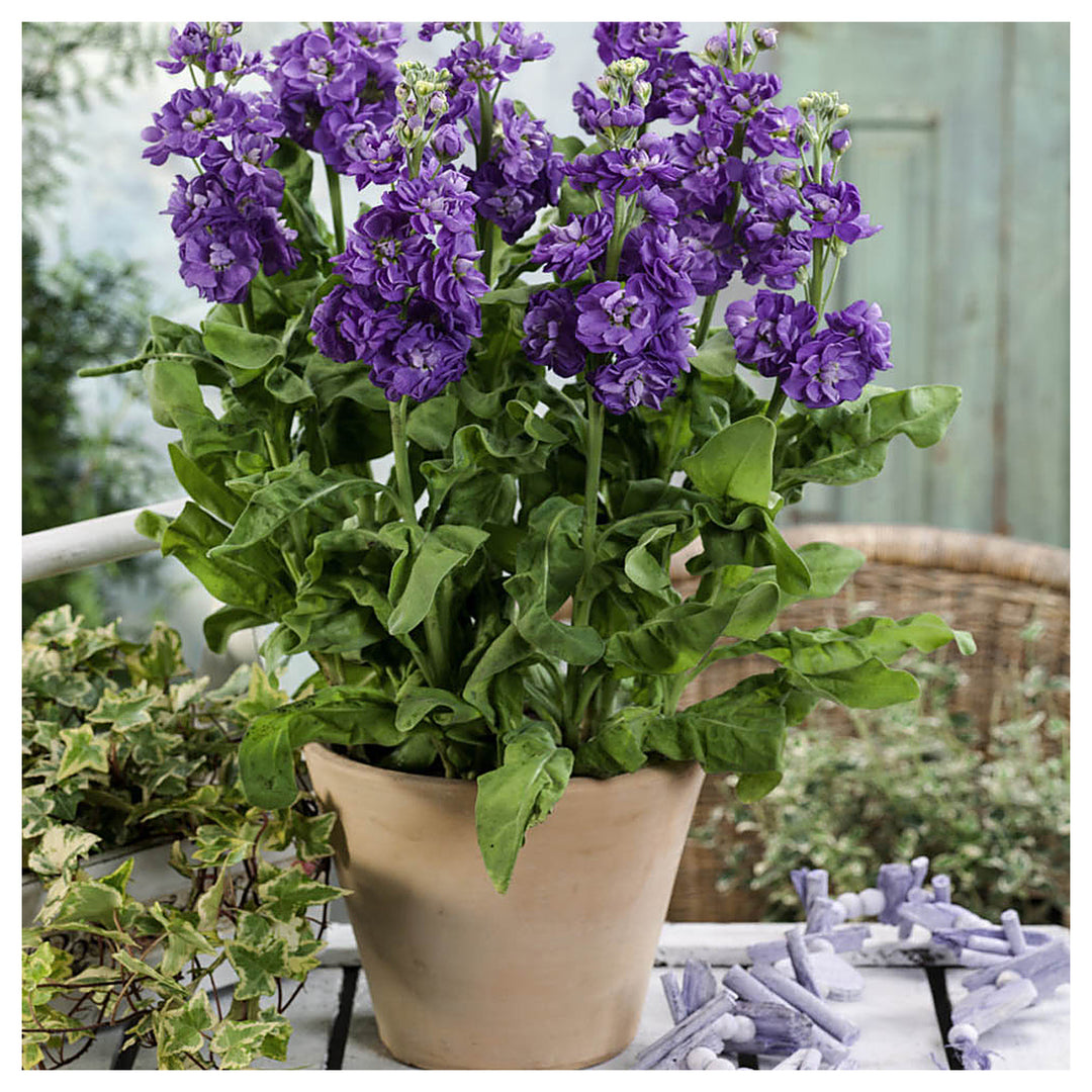 Organic Purple Matthiola Incana Seeds for Planting – Heirloom, Non-GMO, High Germination Flower Seeds | Neera Seeds product photo [neera-v4-9950ee6bd22e0bcad687]