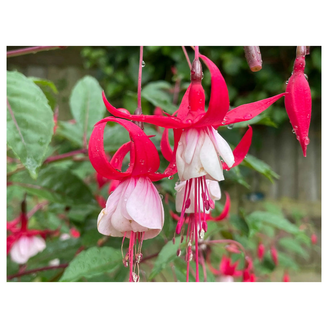 Heirloom Non-GMO Fuchsia Flower Seeds – Vibrant Hanging Baskets &amp; Garden Planting | Neera Seeds product photo [neera-v4-9959b234ea1e41d3f9e7]