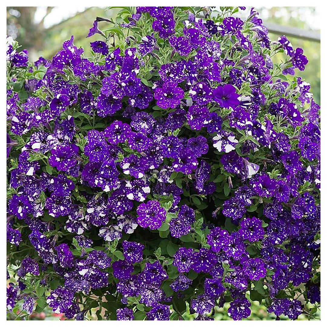 Black Purple White Petunia Petunia Hybrida Rare With Edge Flower For Planting Hanging Basket | Neera Seeds product photo [neera-v4-995ae6b14f7374b49dbe]
