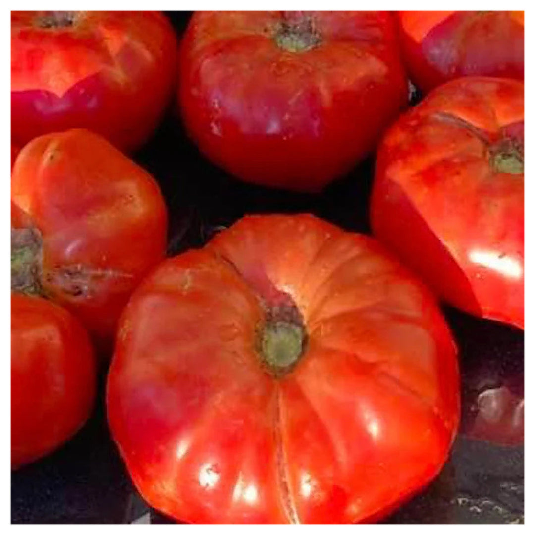 Box Car Willie Heirloom Tomato Seeds for Planting – Non-GMO, High Germination Organic Garden Seeds | Neera Seeds product photo [neera-v4-995cb537dbd7f13ffed0]