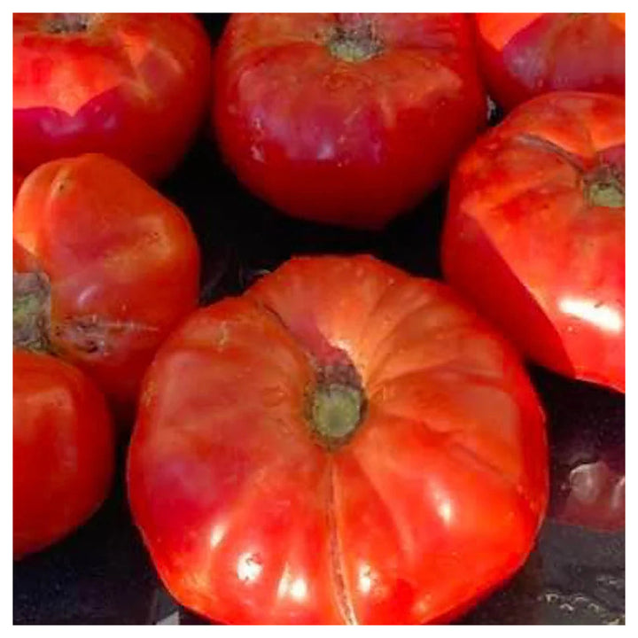 Box Car Willie Heirloom Tomato Seeds for Planting – Non-GMO, High Germination Organic Garden Seeds | Neera Seeds product photo [neera-v4-995cb537dbd7f13ffed0]